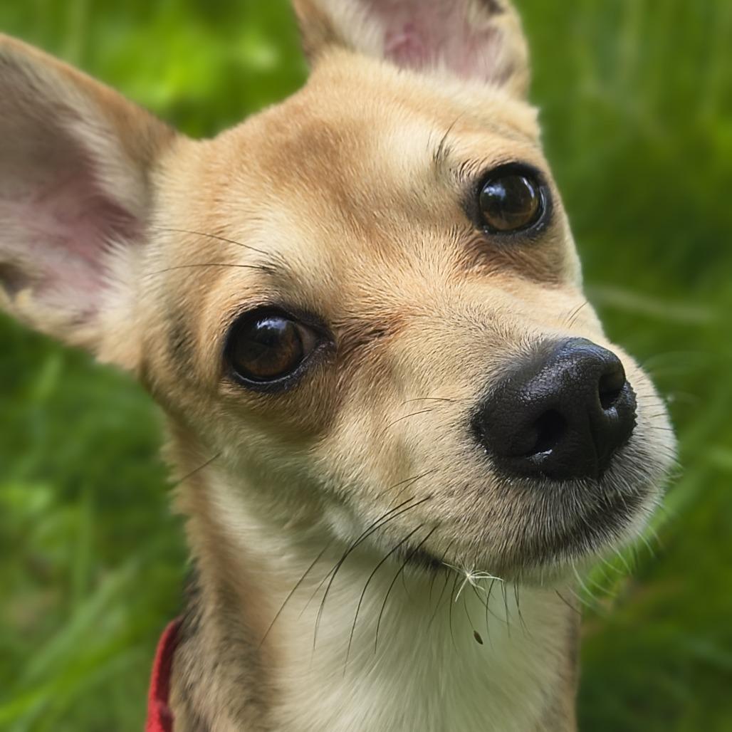 Enlarge Brent, a Adoptable Chihuahua in Othello, WA image 5/6