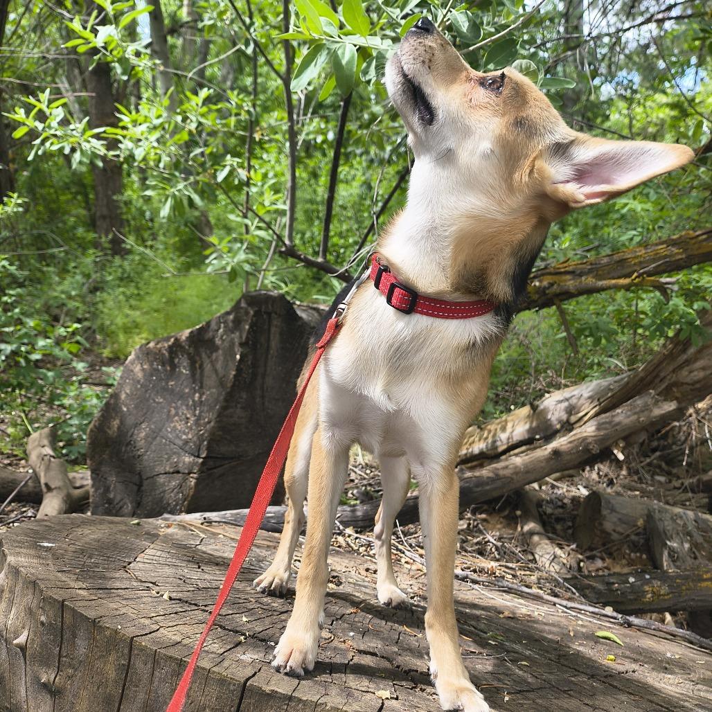 Enlarge Brent, a Adoptable Chihuahua in Othello, WA image 6/6