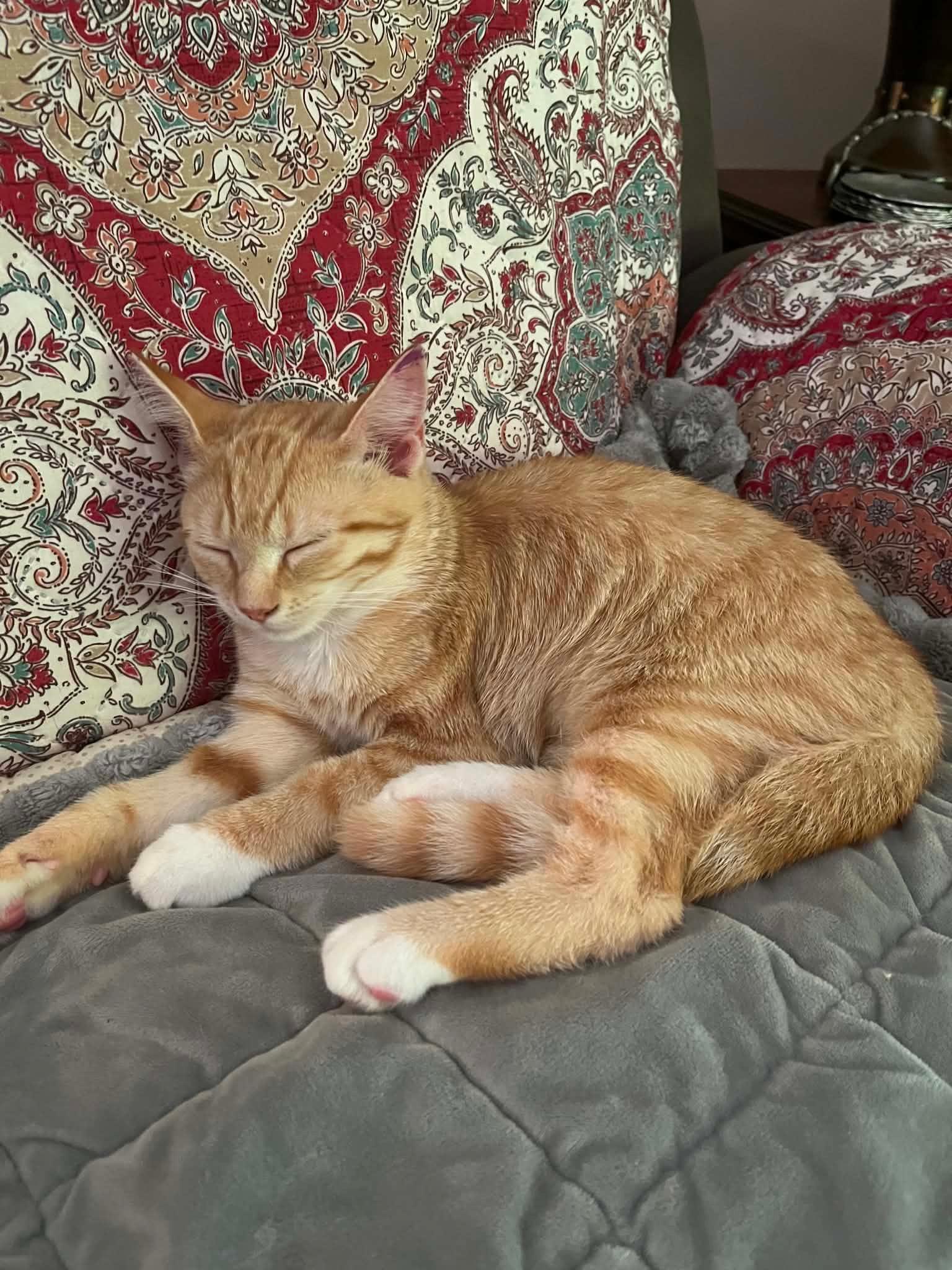 Enlarge Ivy, an adopted Domestic Short Hair in Salt Point, NY image 1/3