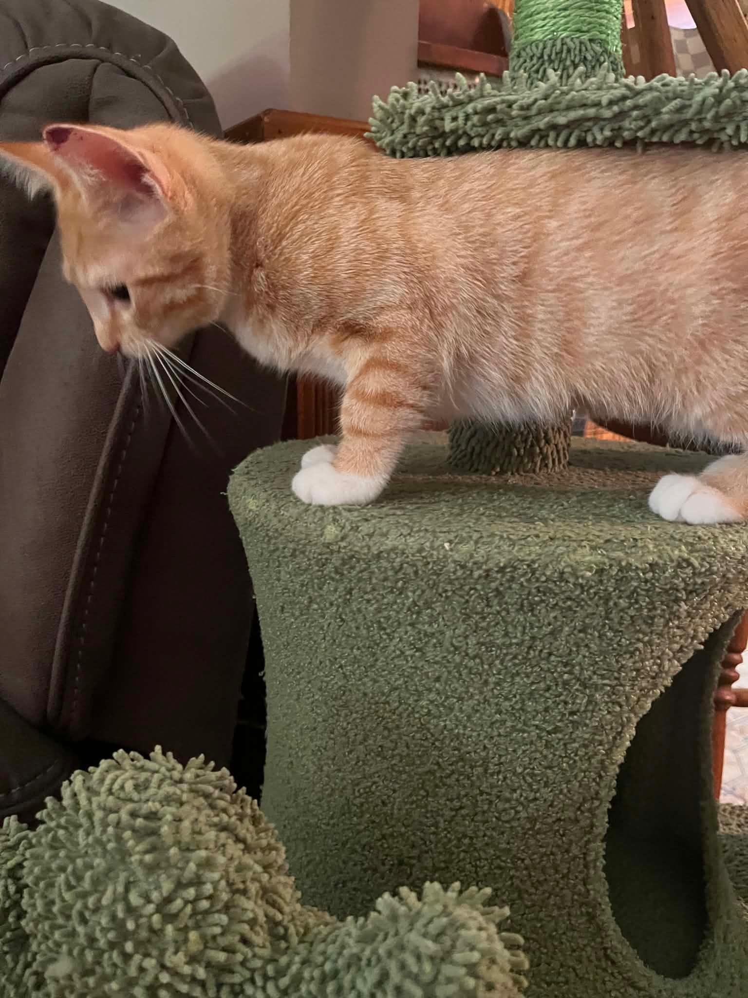 Enlarge Ivy, an adopted Domestic Short Hair in Salt Point, NY image 3/3