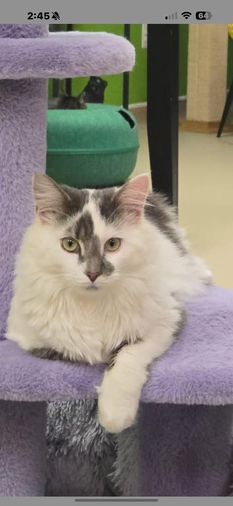 Mochi, Adoptable, Kitten Male Domestic Medium Hair.