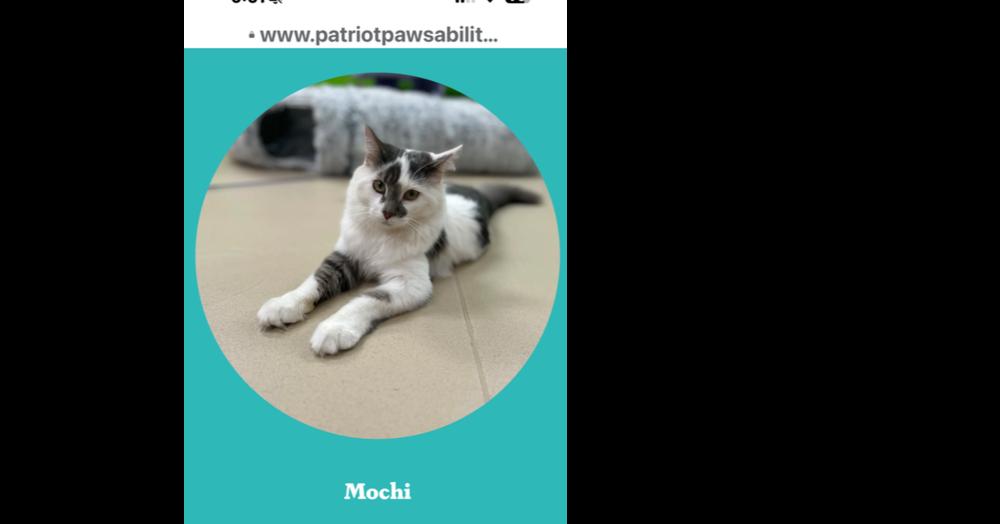 Enlarge Mochi, a Adoptable Domestic Medium Hair in Harpers Ferry, WV image 2/4