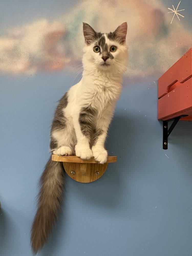 Enlarge Mochi, a Adoptable Domestic Medium Hair in Harpers Ferry, WV image 3/4