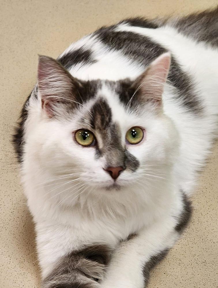 Enlarge Mochi, a Adoptable Domestic Medium Hair in Harpers Ferry, WV image 4/4