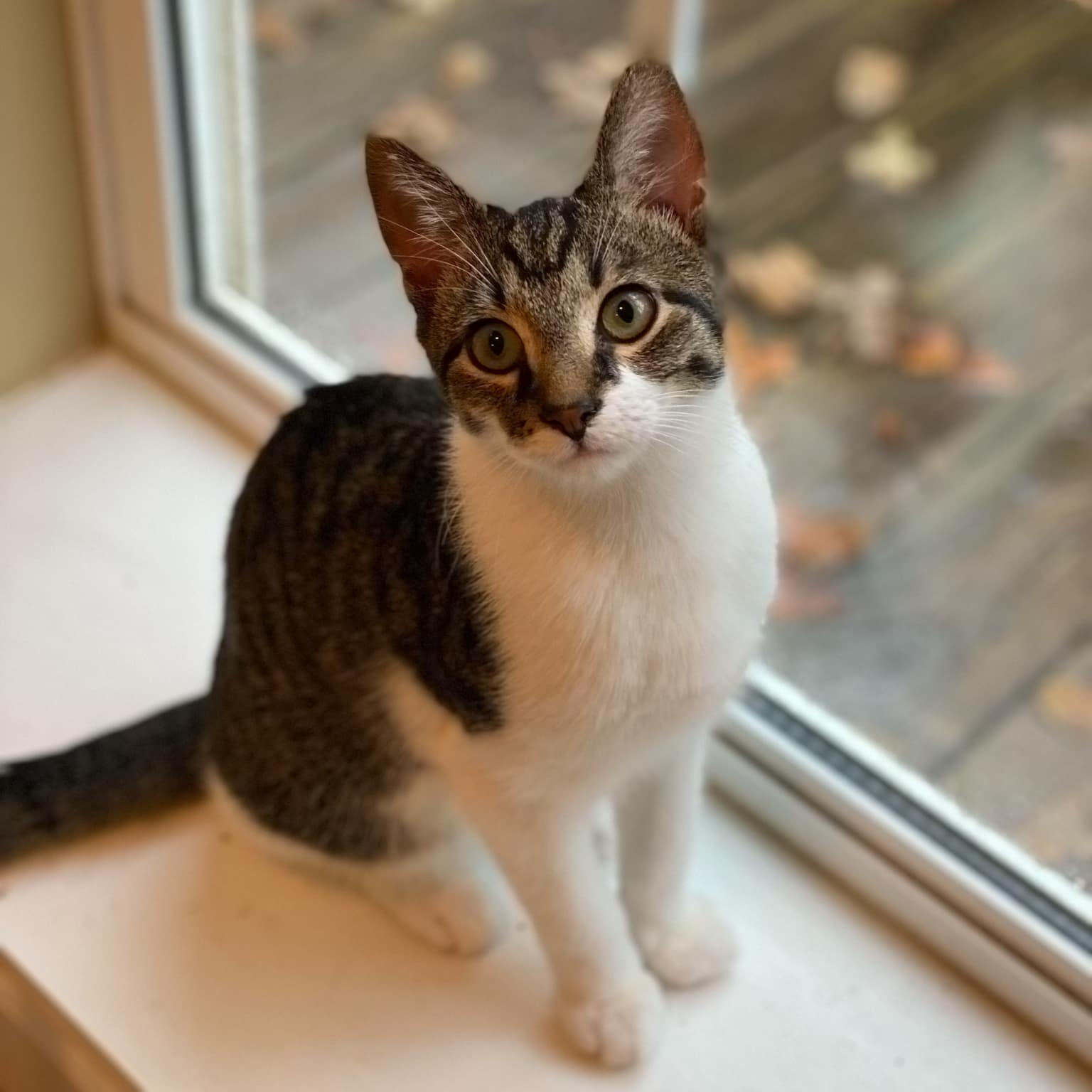 Blast, Adoptable, Young Male Domestic Short Hair.