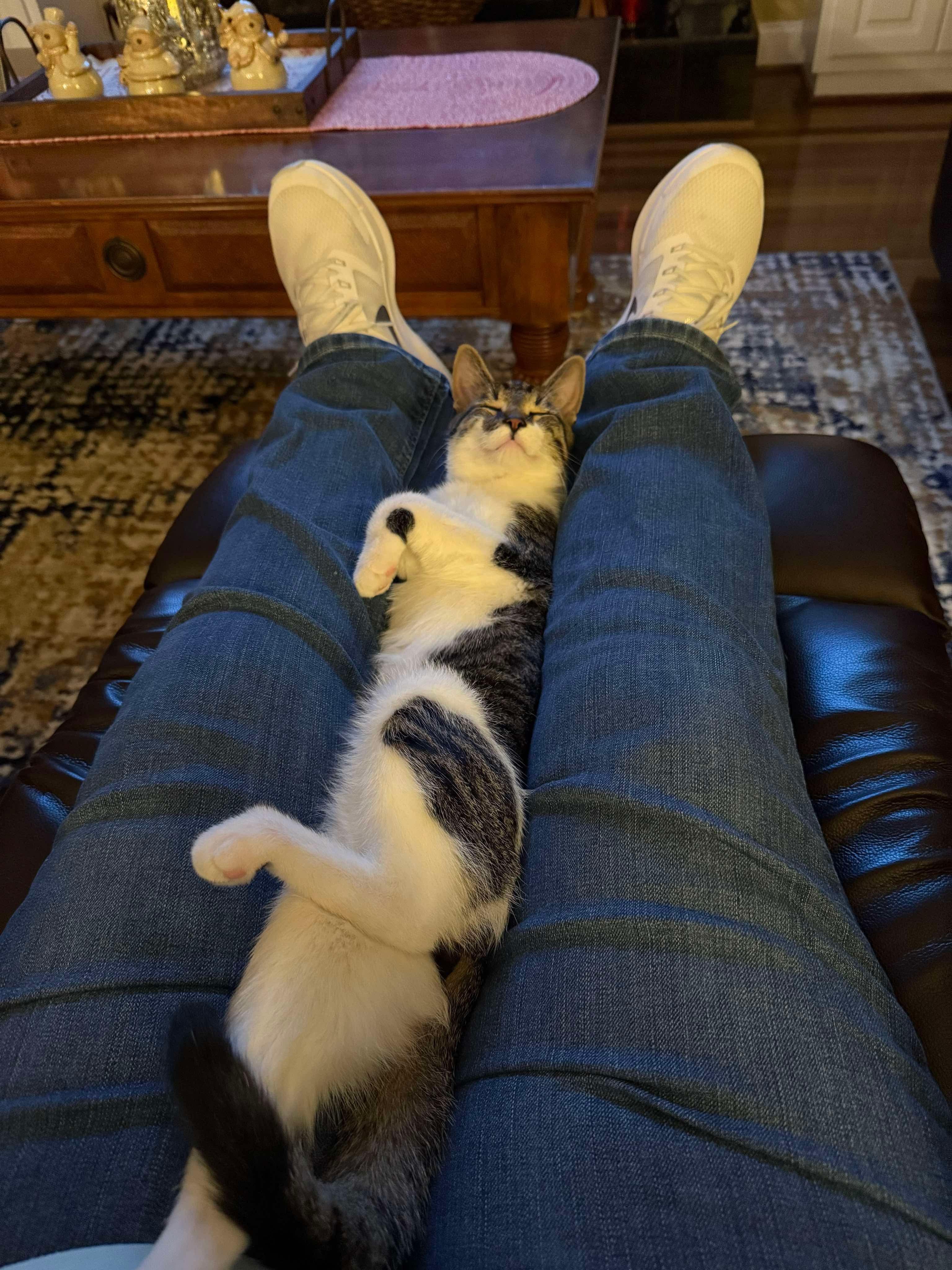 Enlarge Blast, a Adoptable Domestic Short Hair in LITTLE MOUNTAIN, SC image 3/6