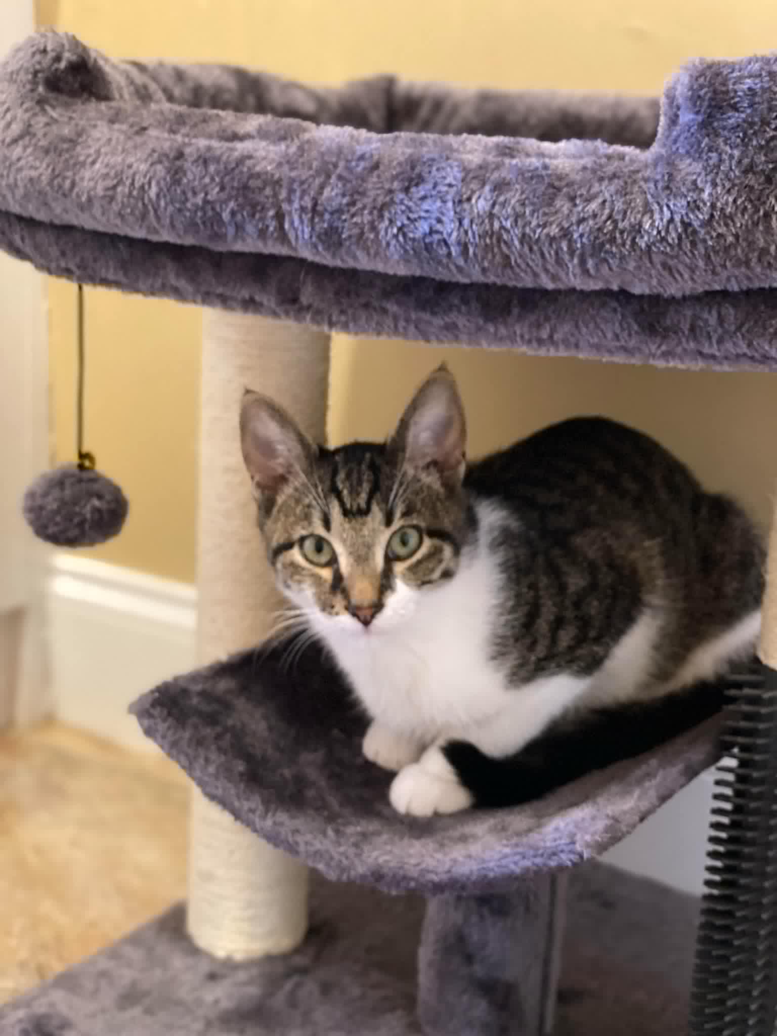 Enlarge Blast, a Adoptable Domestic Short Hair in LITTLE MOUNTAIN, SC image 6/6