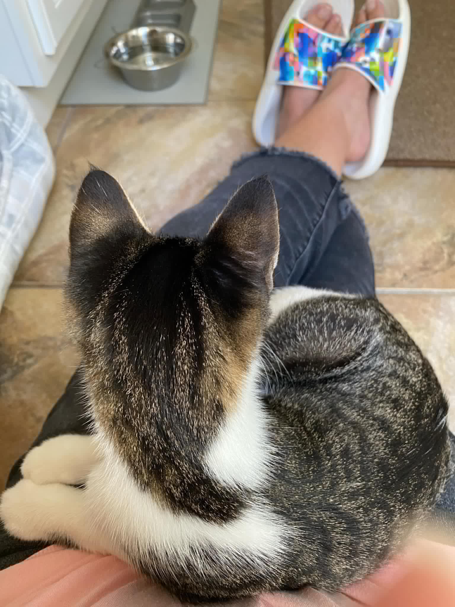 Enlarge Blast, a Adoptable Domestic Short Hair in LITTLE MOUNTAIN, SC image 5/6