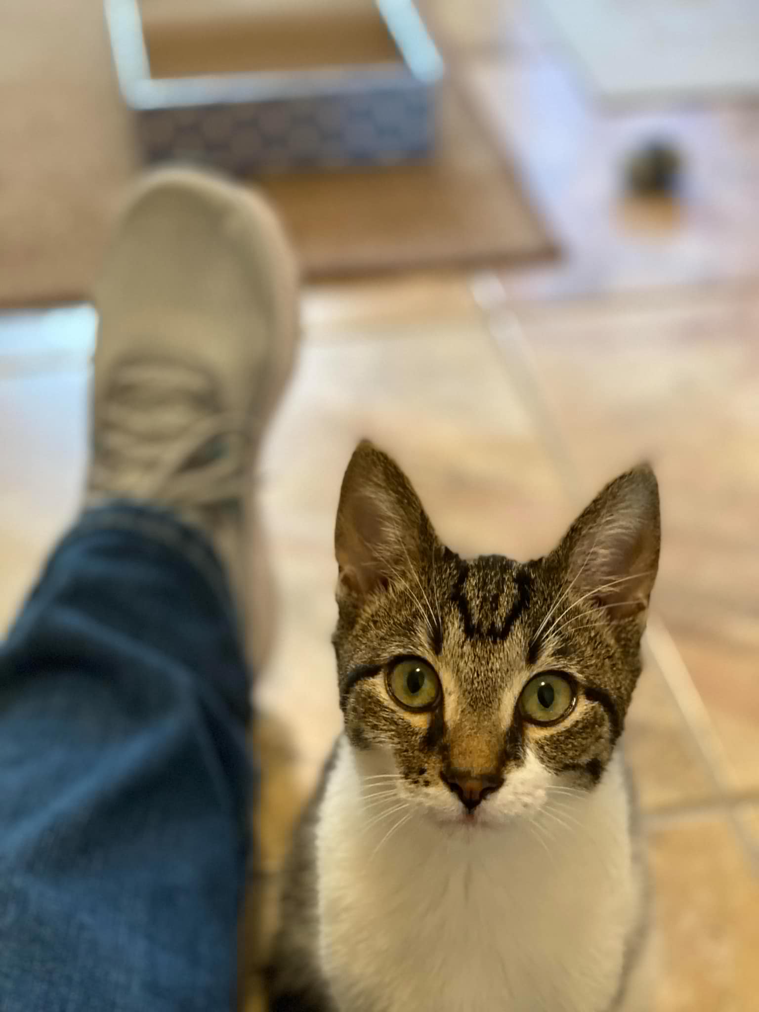 Enlarge Blast, a Adoptable Domestic Short Hair in LITTLE MOUNTAIN, SC image 4/6