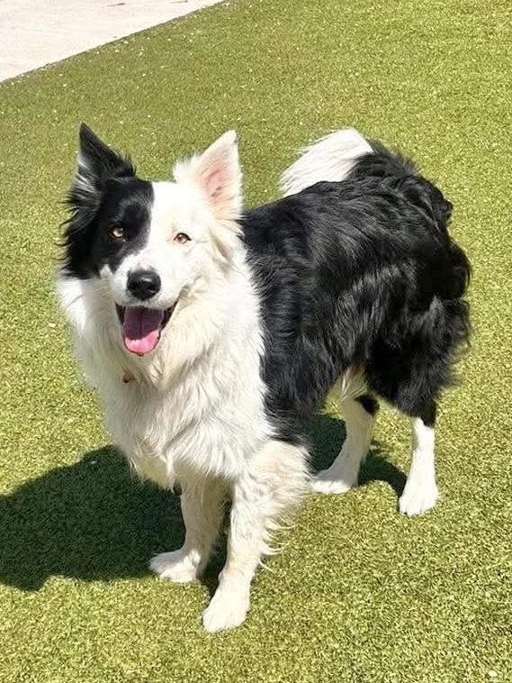 Blaze, a Adoptable Border Collie in Minneapolis, MN image 4/6