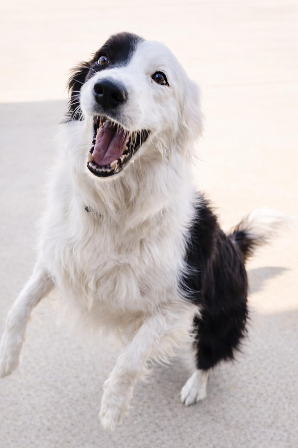 Blaze, a Adoptable Border Collie in Minneapolis, MN image 3/6