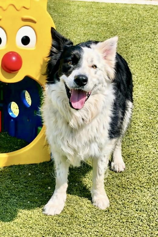 Blaze, a Adoptable Border Collie in Minneapolis, MN image 1/6