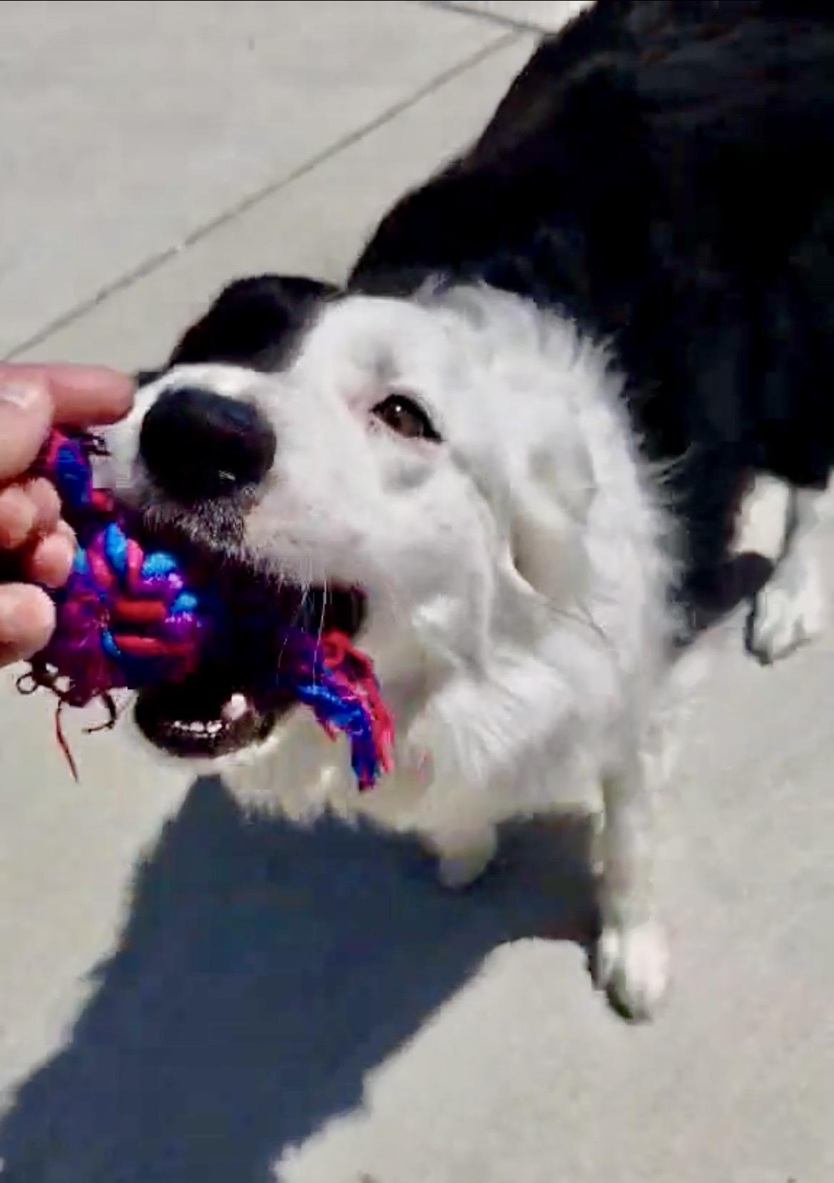 Blaze, a Adoptable Border Collie in Minneapolis, MN image 2/6