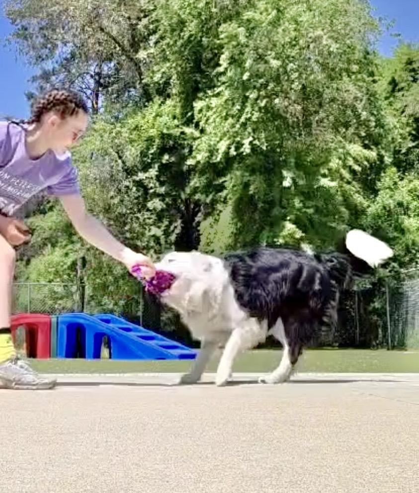 Blaze, a Adoptable Border Collie in Minneapolis, MN image 5/6