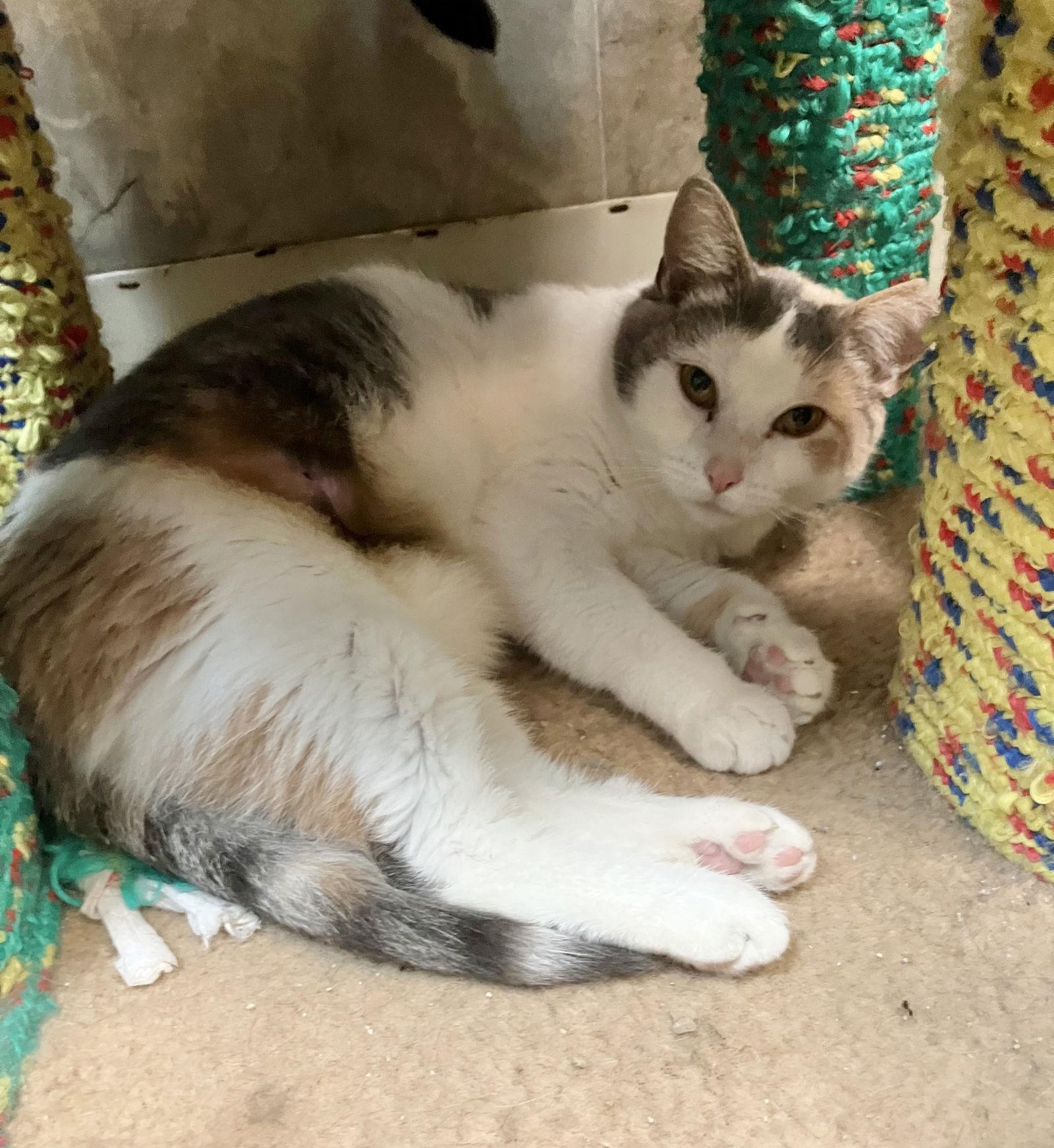 Maple Syrup thumbnail 3