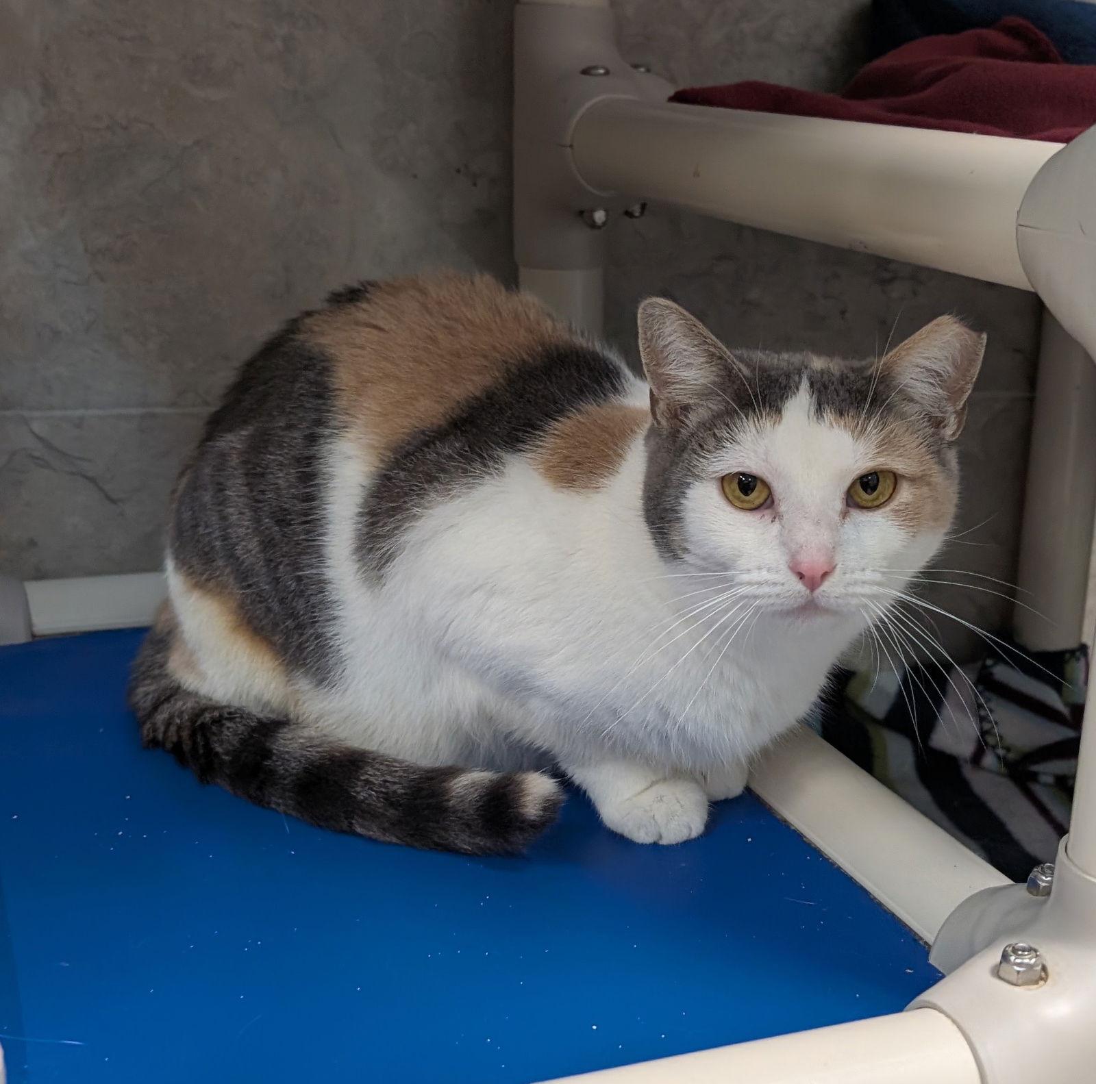 Maple Syrup thumbnail 4