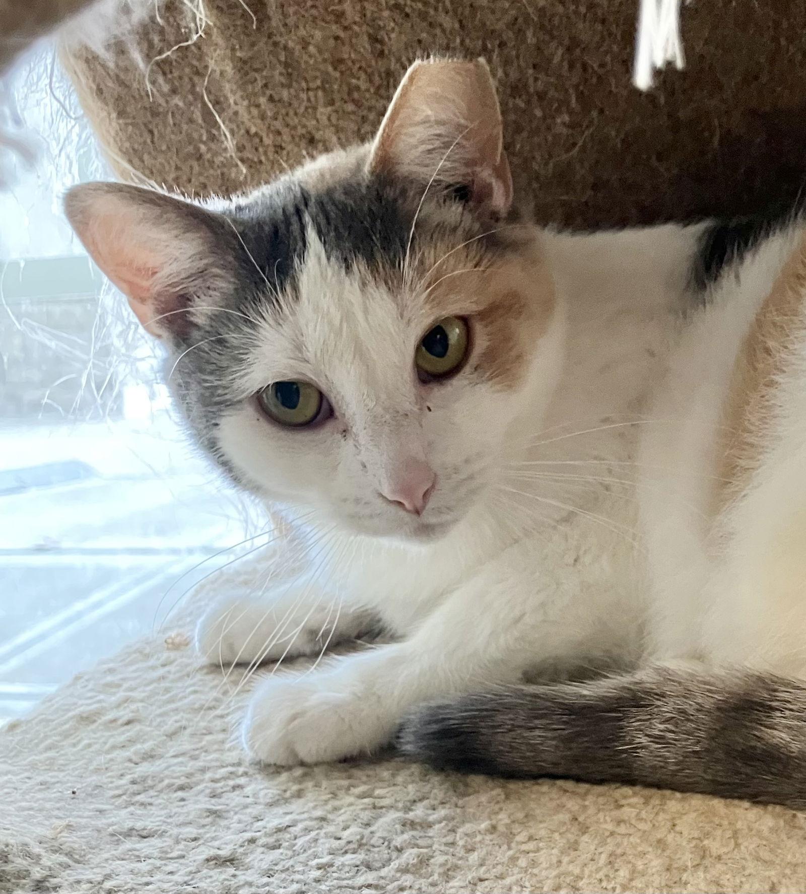 Maple Syrup, a Adoptable mixed breed in Dublin, OH image 2/3