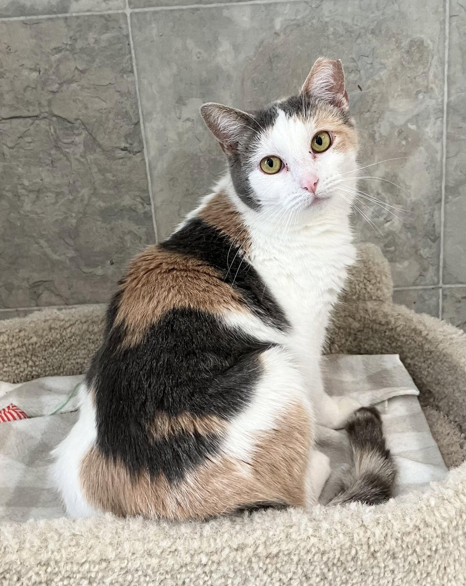 Maple Syrup, Adoptable, Adult Female Calico & Domestic Short Hair.
