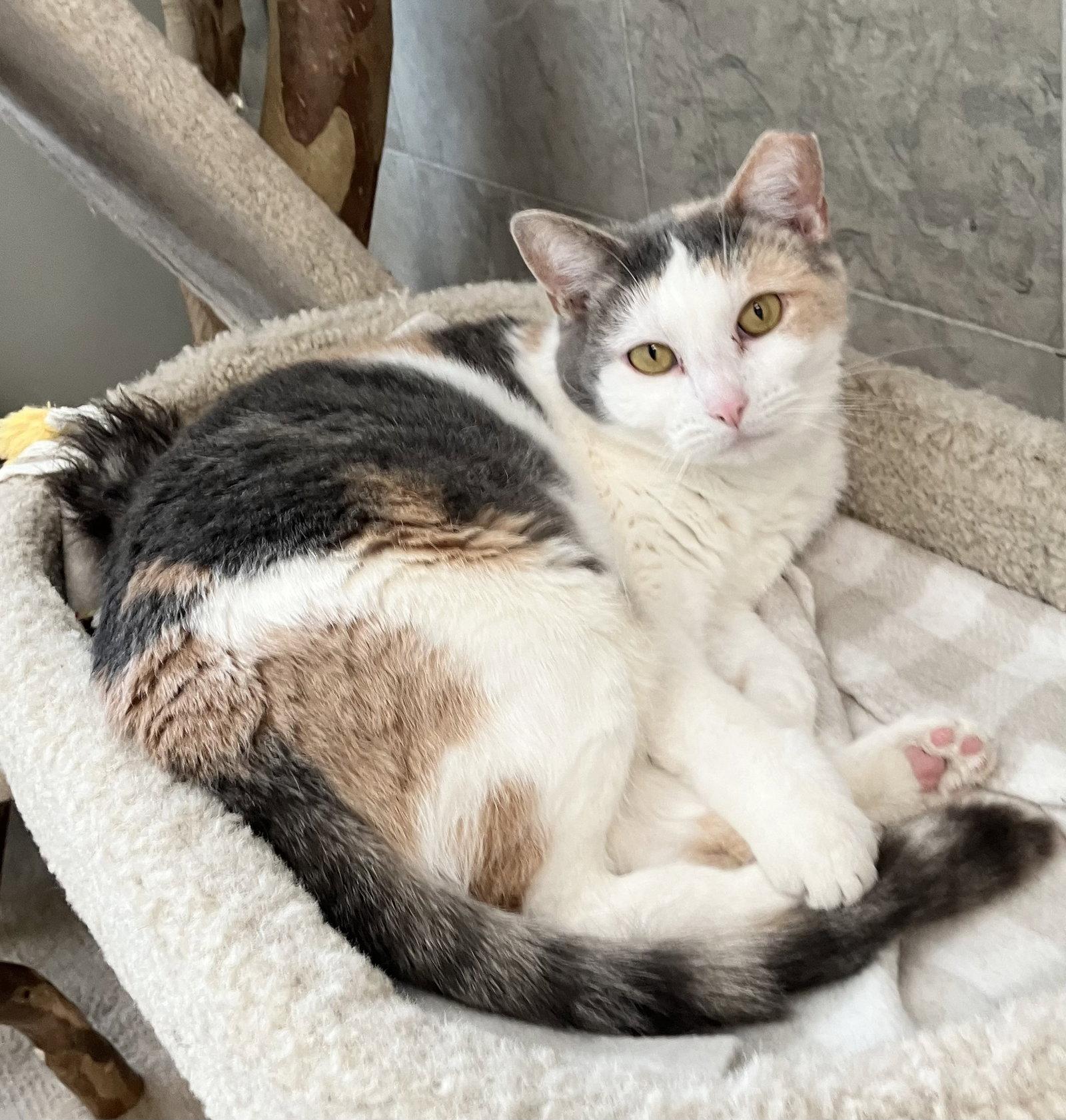 Maple Syrup, a Adoptable mixed breed in Dublin, OH image 3/3
