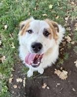 Zander, ADOPTABLE, Adult Male Mixed Breed.