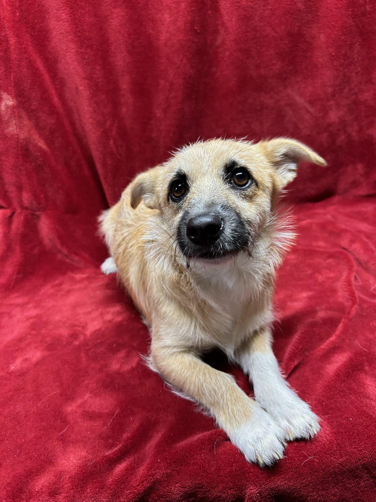 TESS (ohiosdrescue@gmail.com), ADOPTABLE, Young Female Corgi & Dachshund.