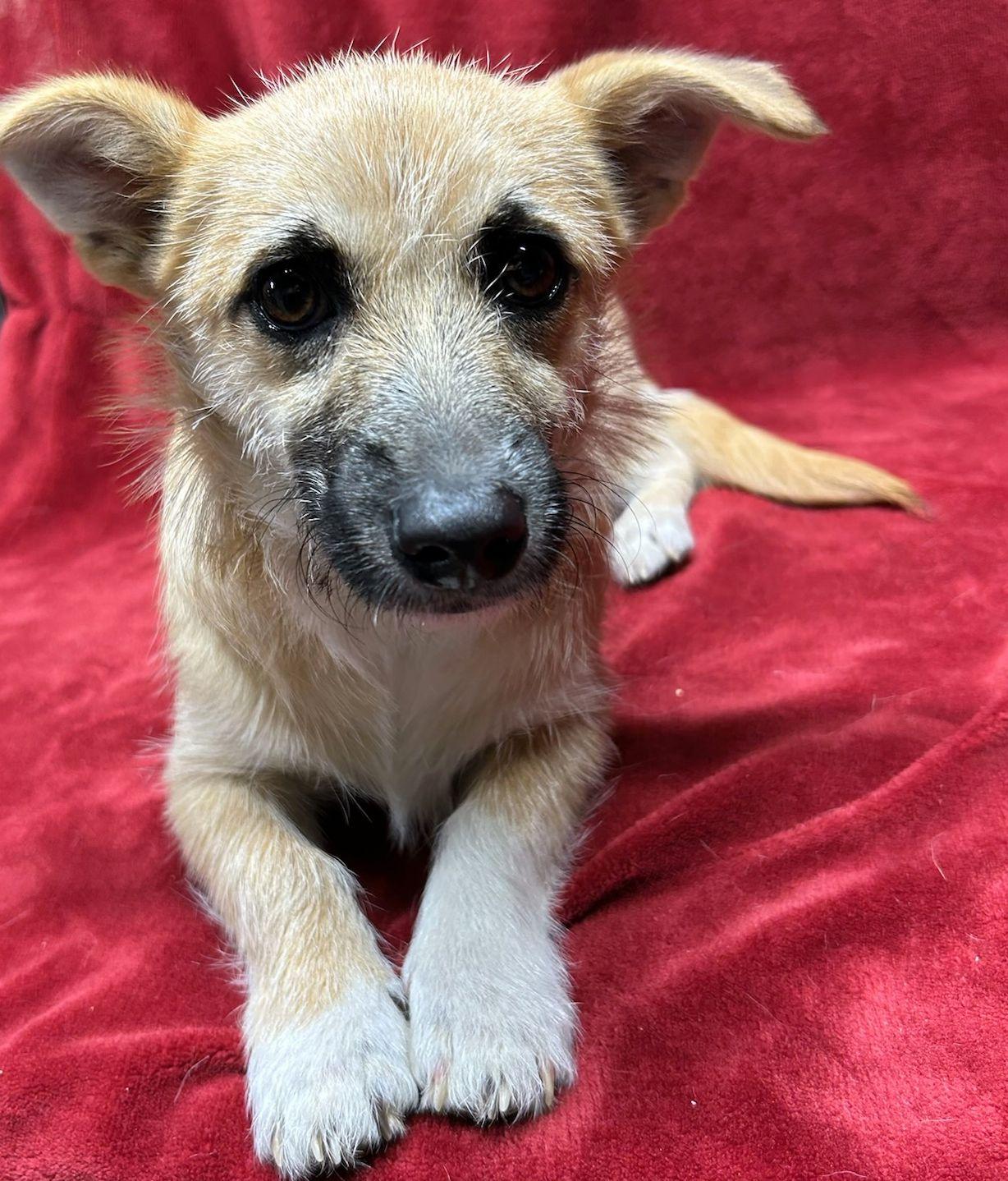 Enlarge TESS (ohiosdrescue@gmail.com), a ADOPTABLE mixed breed in Rossford, OH image 2/2