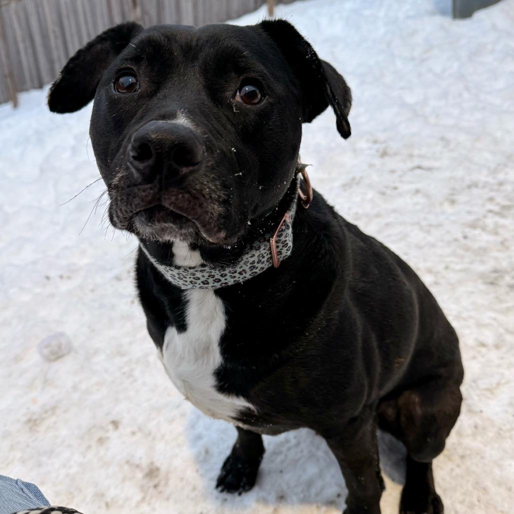 Enlarge Benito, a Adoptable mixed breed in Indianapolis, IN image 1/5