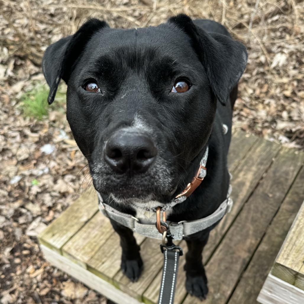 Enlarge Benito, a Adoptable mixed breed in Indianapolis, IN image 2/5