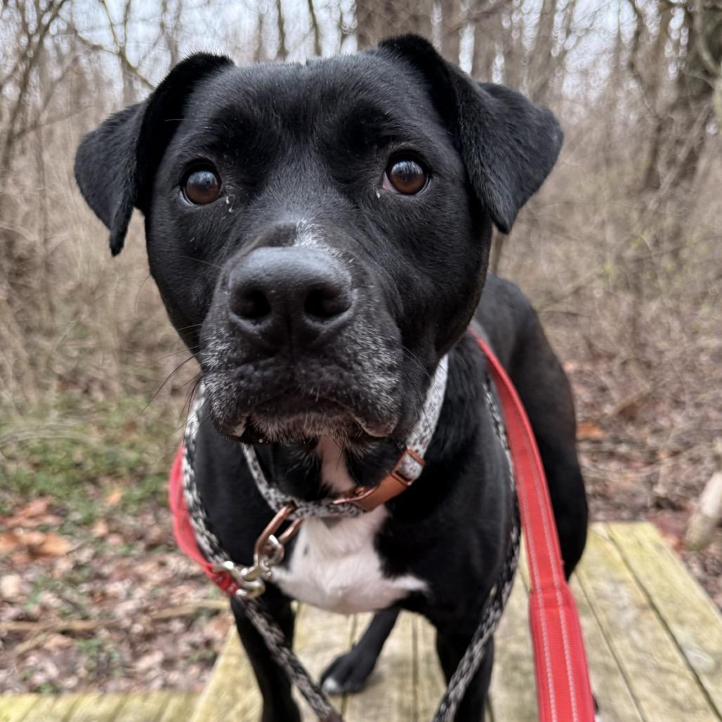 Enlarge Benito, a Adoptable mixed breed in Indianapolis, IN image 3/6