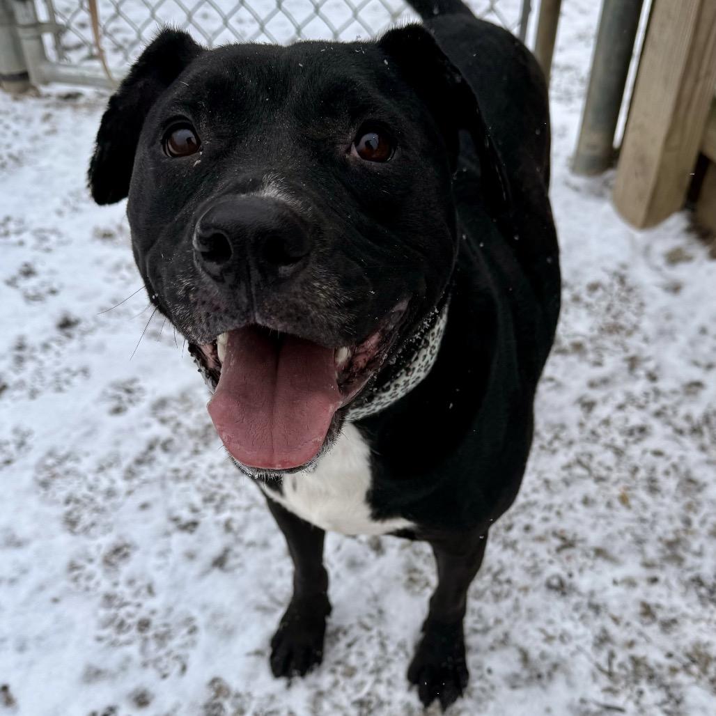 Enlarge Benito, a Adoptable mixed breed in Indianapolis, IN image 3/5