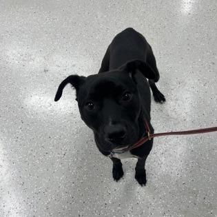 Enlarge Benito, a Adoptable mixed breed in Indianapolis, IN image 5/5