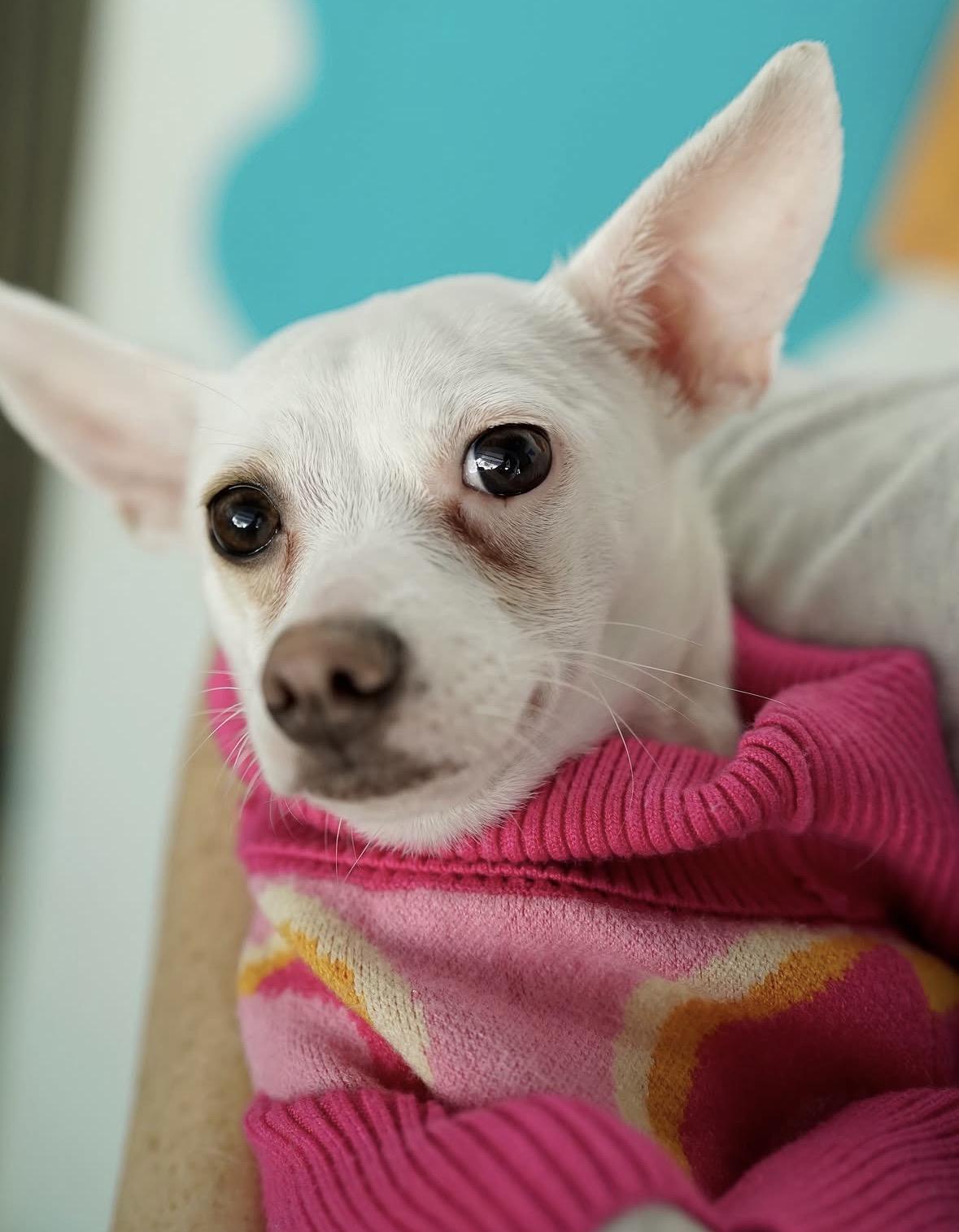 Paola, a ADOPTABLE mixed breed in Pasadena, CA image 3/6