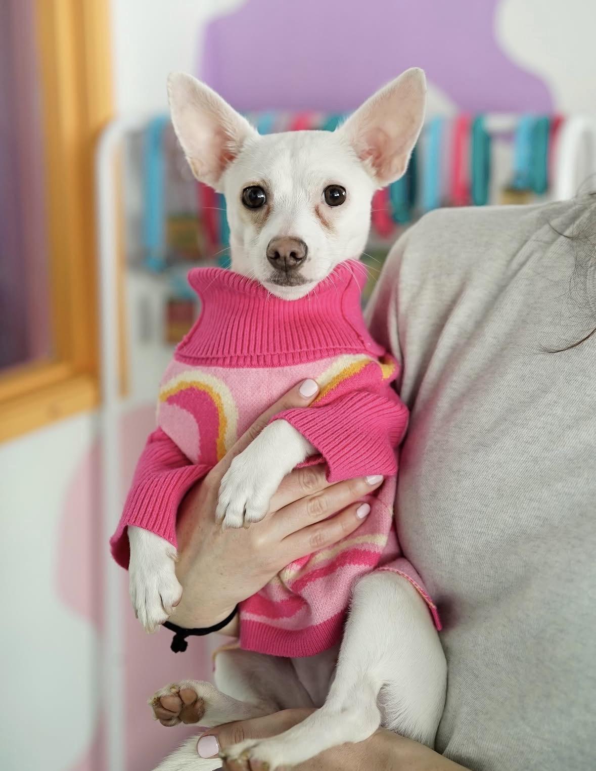 Paola, ADOPTABLE, Young Female Chihuahua.