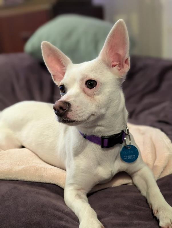 Paola, a ADOPTABLE mixed breed in Pasadena, CA image 6/6