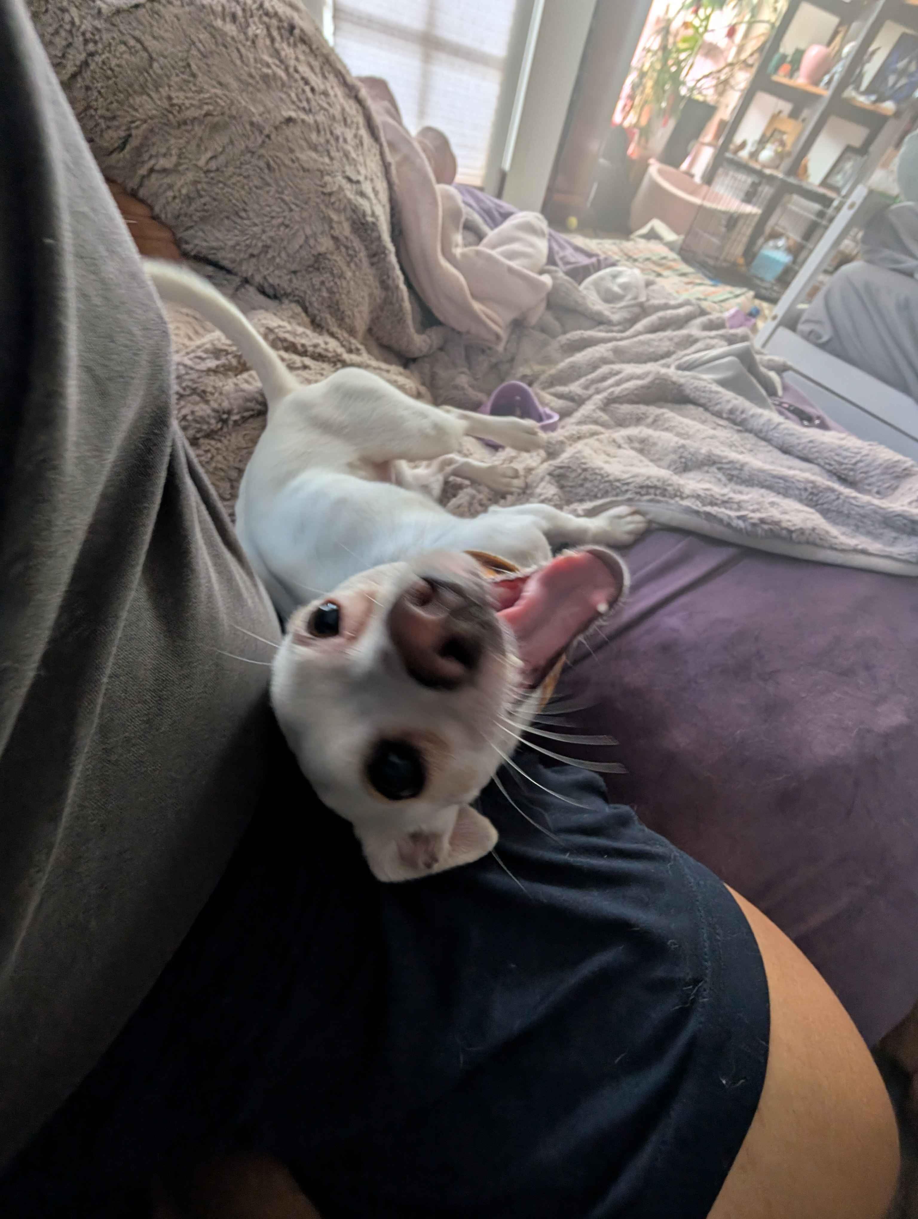 Paola, a ADOPTABLE mixed breed in Pasadena, CA image 5/6