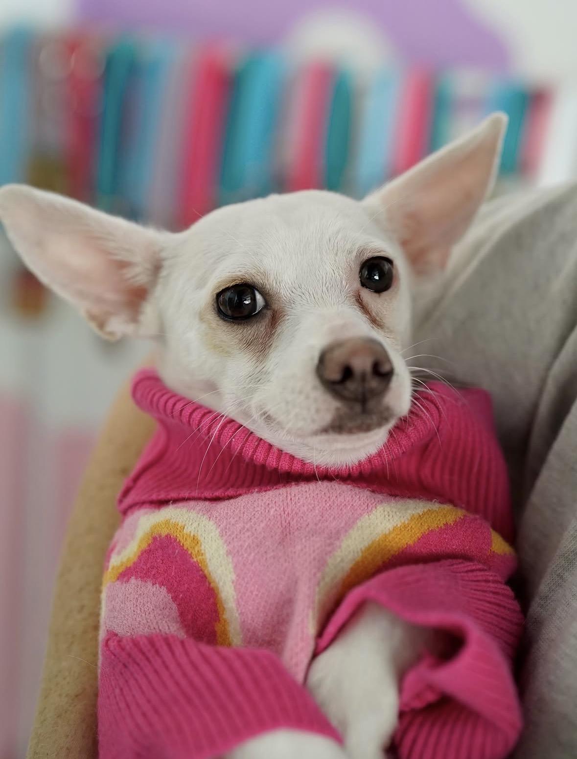 Paola, a ADOPTABLE mixed breed in Pasadena, CA image 4/6