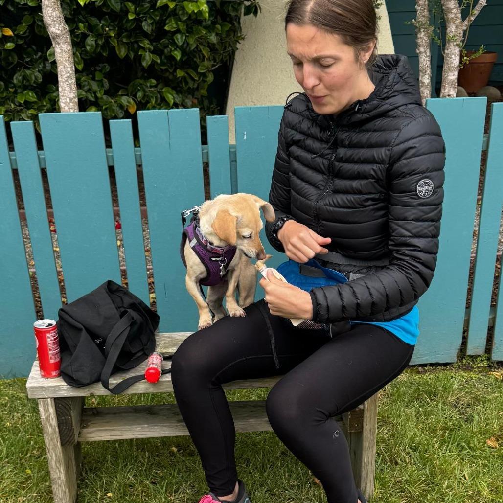 Enlarge Izzy, a Adoptable mixed breed in Pacific Grove, CA image 1/6