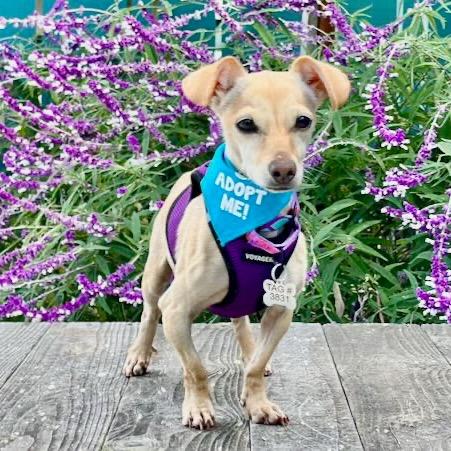 Enlarge Izzy, a Adoptable mixed breed in Pacific Grove, CA image 2/6