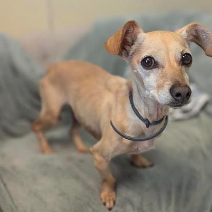 Enlarge Izzy, a Adoptable mixed breed in Pacific Grove, CA image 3/6