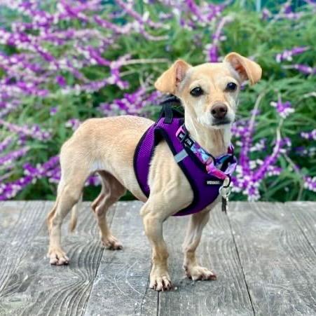 Enlarge Izzy, a Adoptable mixed breed in Pacific Grove, CA image 4/6