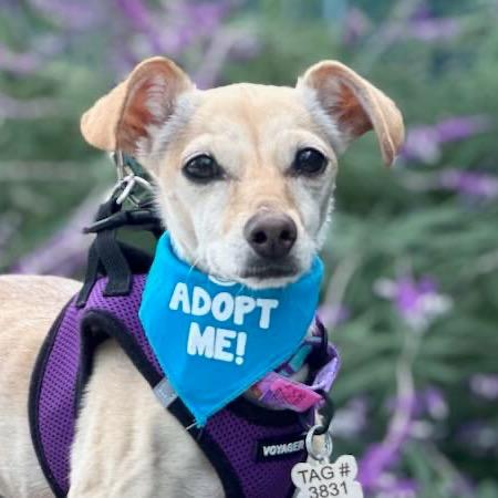 Enlarge Izzy, a Adoptable mixed breed in Pacific Grove, CA image 5/6