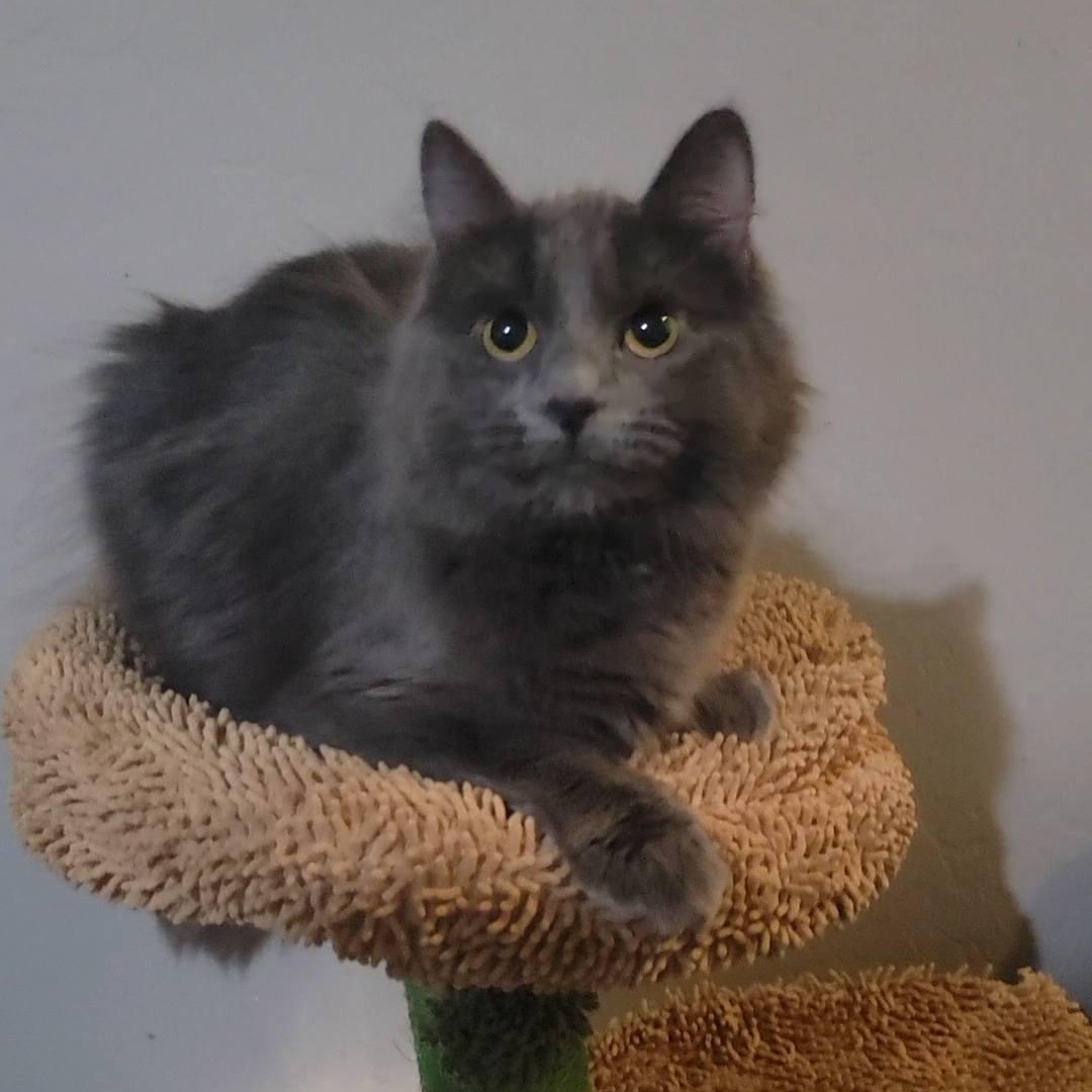 Sharon, a ADOPTABLE Domestic Long Hair in Queen Creek, AZ image 2/3