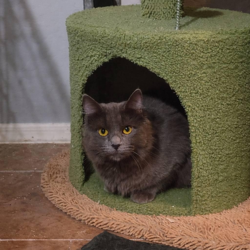 Sharon, a ADOPTABLE Domestic Long Hair in Queen Creek, AZ image 3/3