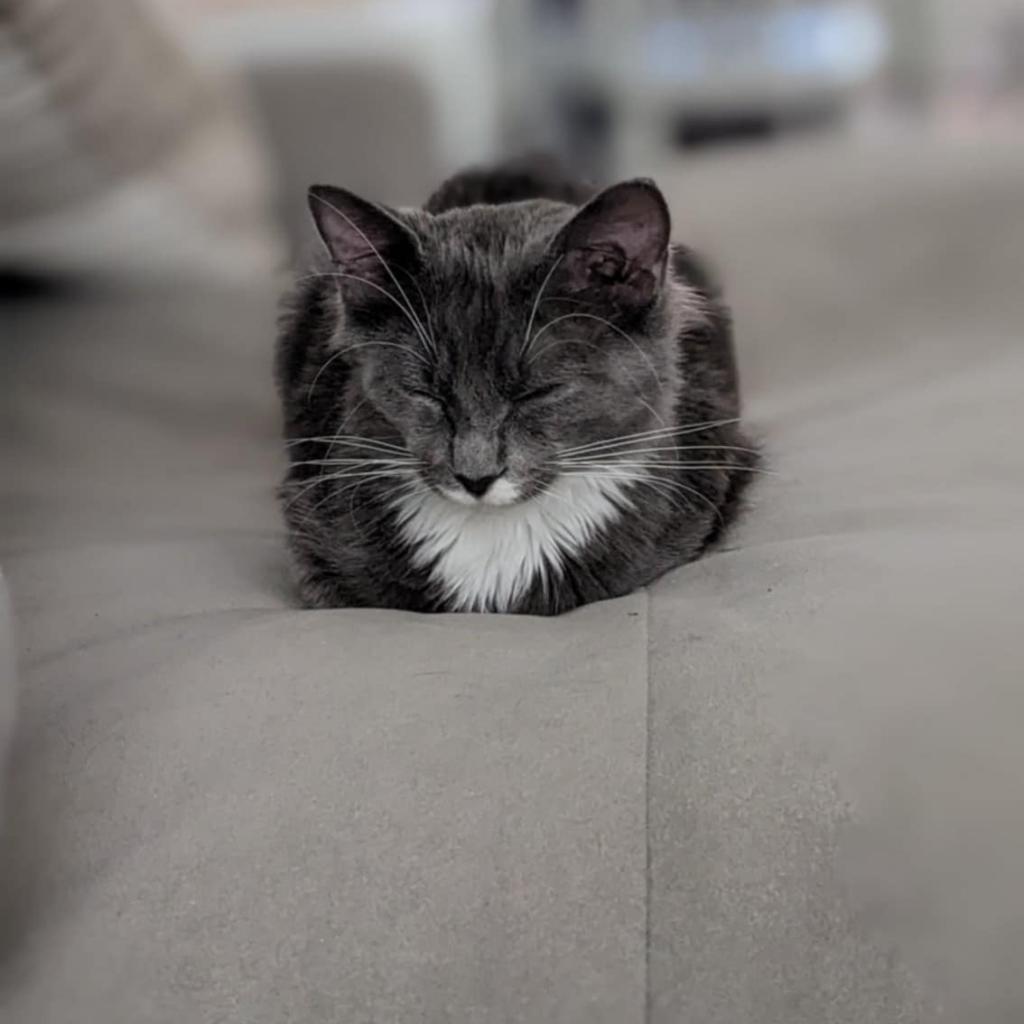 Kit, Adoptable, Adult Female Domestic Medium Hair.