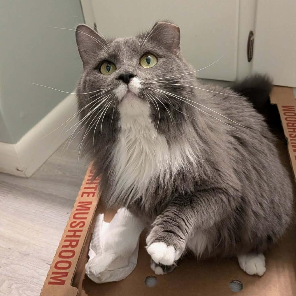 Kit, a Adoptable Domestic Medium Hair in Ephrata, PA image 2/6