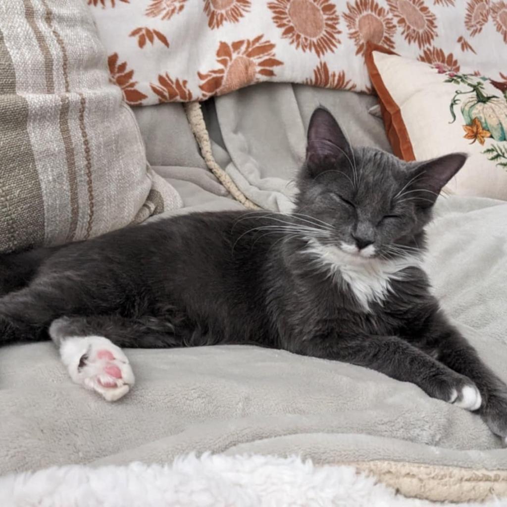 Kit, a Adoptable Domestic Medium Hair in Ephrata, PA image 3/6