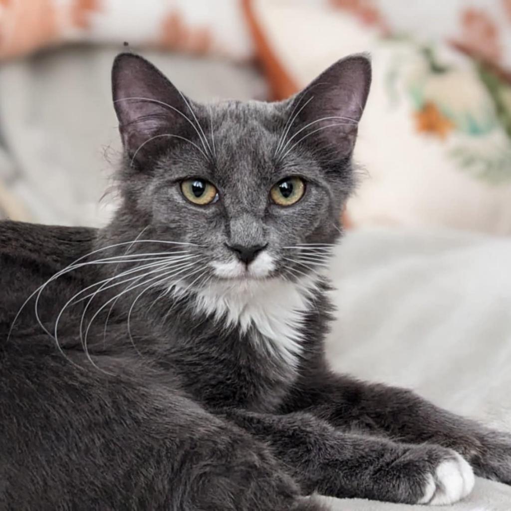 Kit, a Adoptable Domestic Medium Hair in Ephrata, PA image 4/6