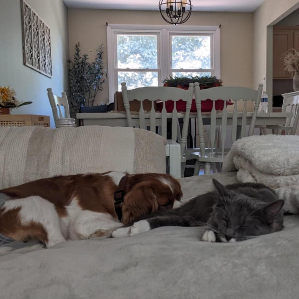 Kit, a Adoptable Domestic Medium Hair in Ephrata, PA image 5/6