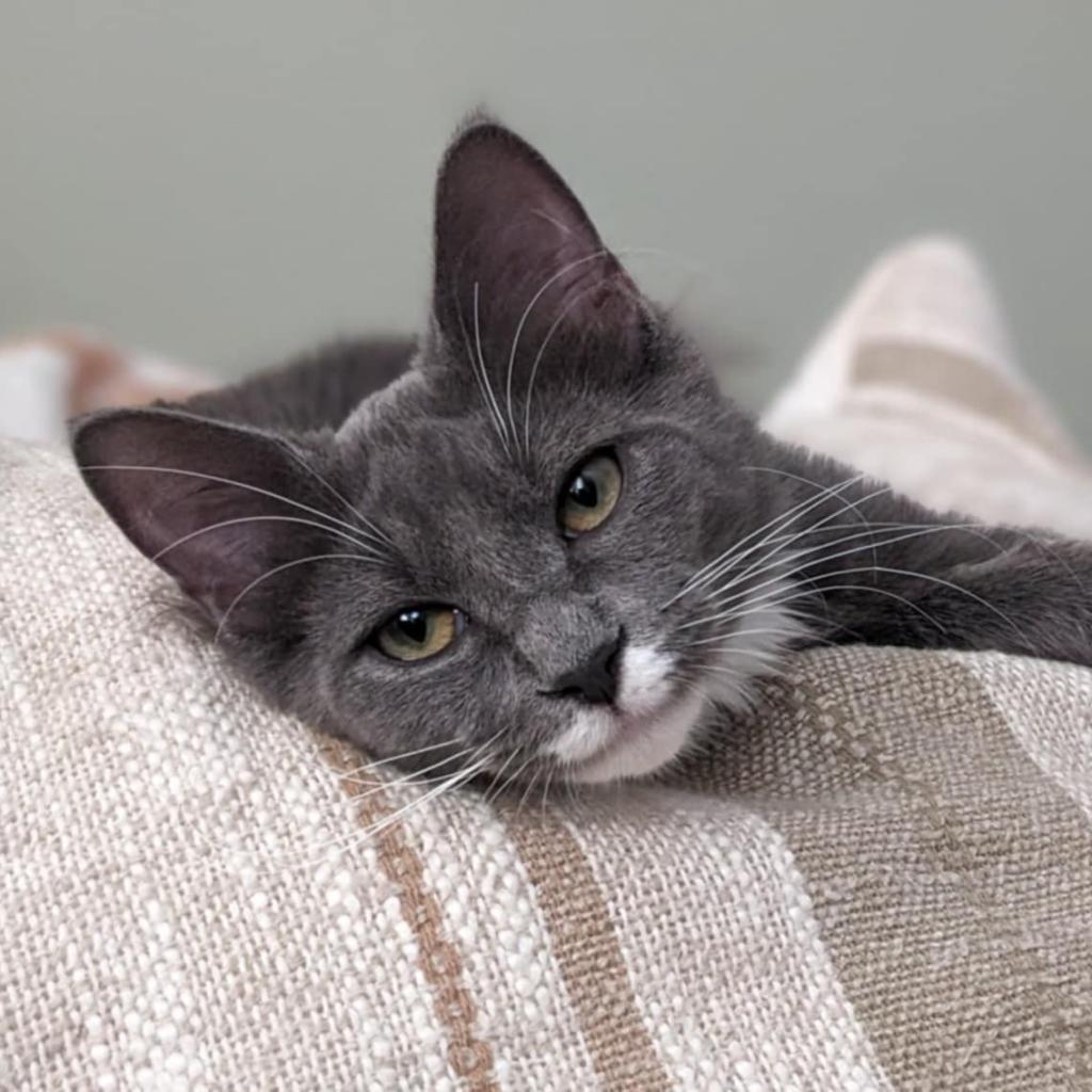 Kit, a Adoptable Domestic Medium Hair in Ephrata, PA image 6/6