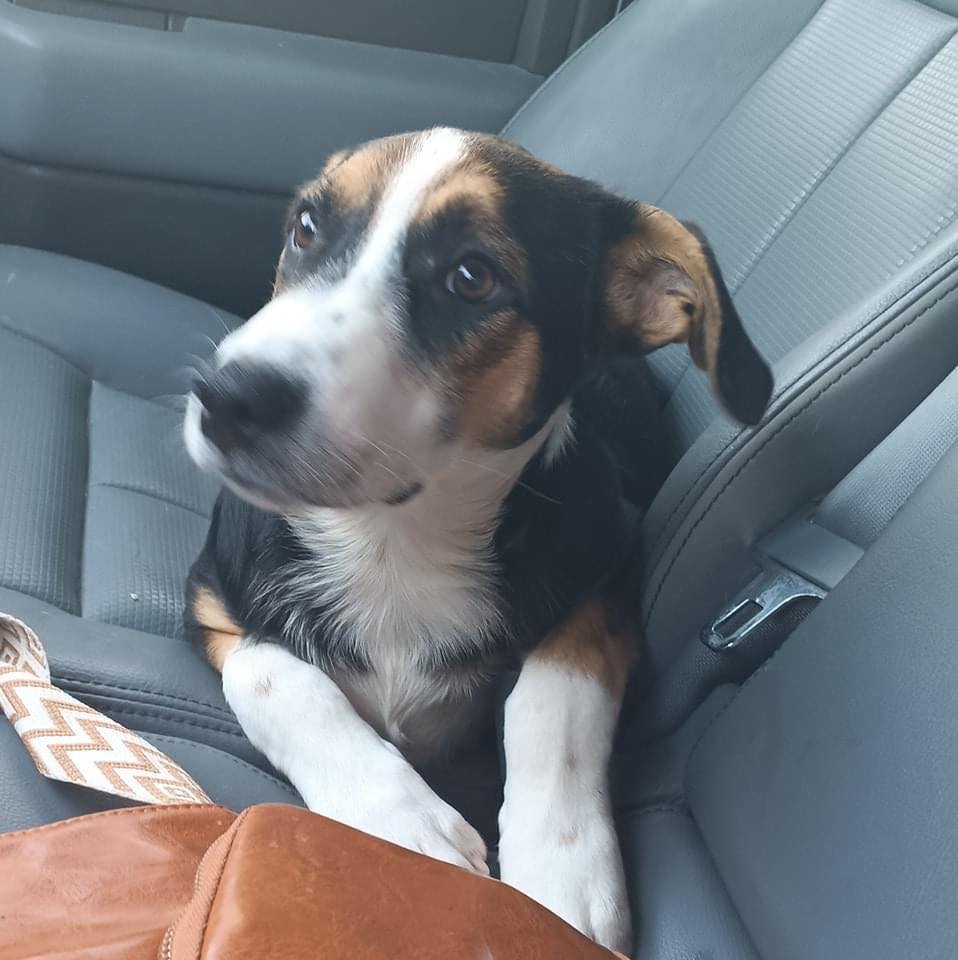 Enlarge Tucker, a Adoptable mixed breed in Lonsdale, AR image 3/6